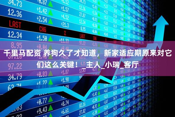 千里马配资 养狗久了才知道，新家适应期原来对它们这么关键！_主人_小瑞_客厅