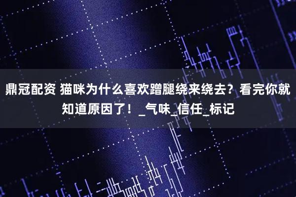 鼎冠配资 猫咪为什么喜欢蹭腿绕来绕去？看完你就知道原因了！_气味_信任_标记